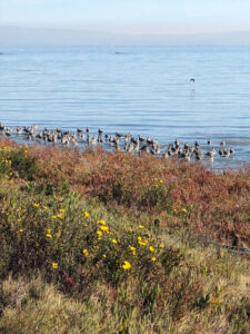 JVR, Wildlife in the water