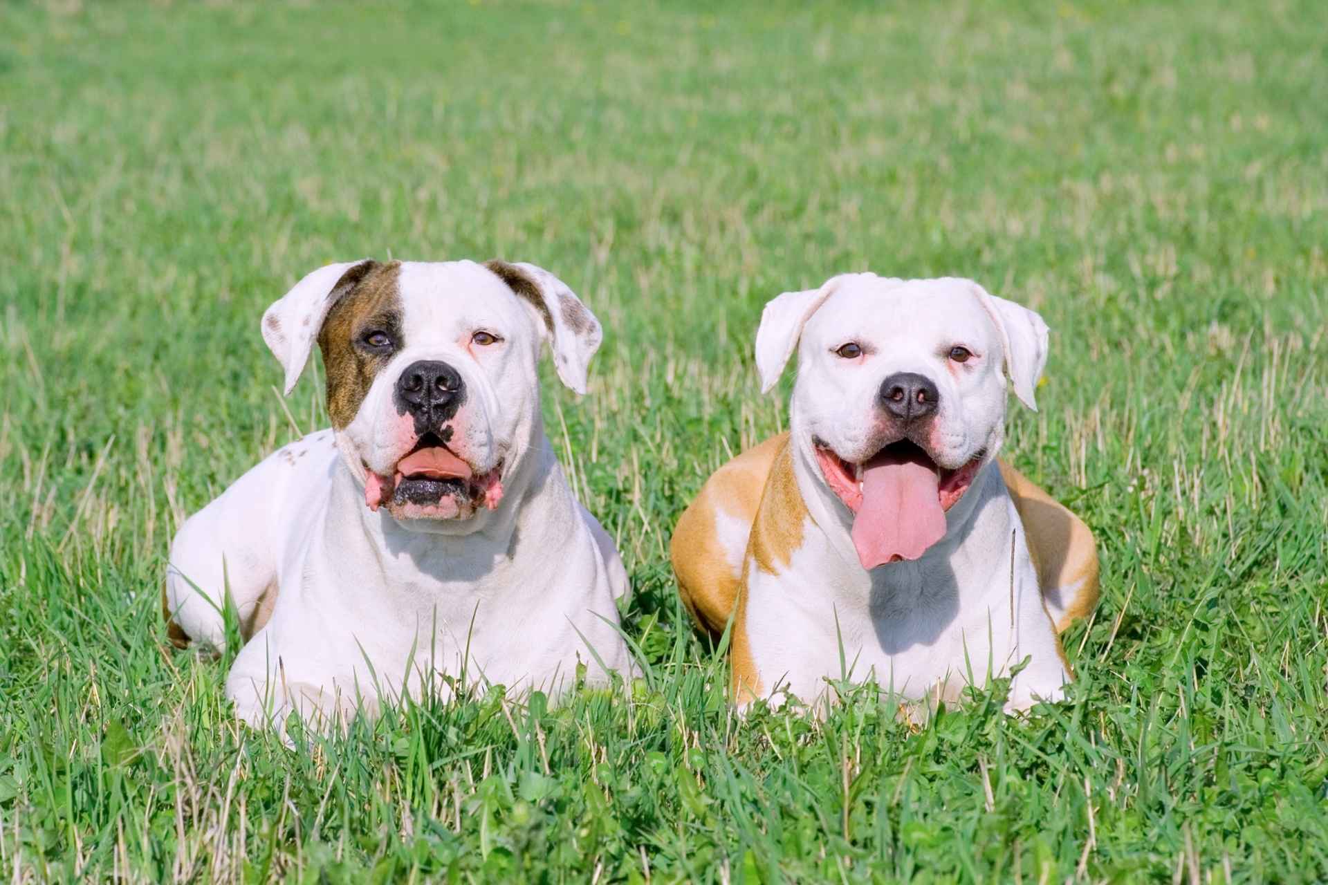 two dogs breeding industry research